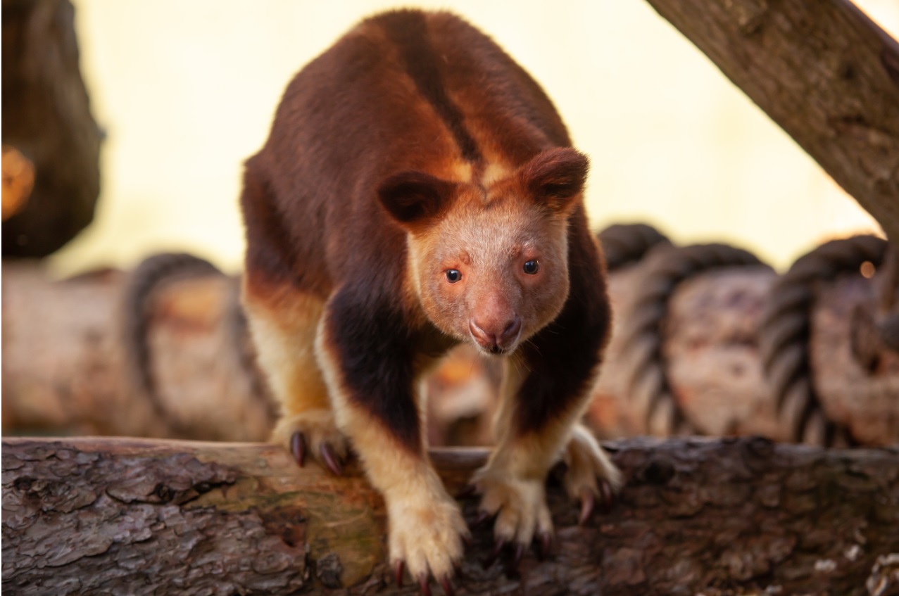 BIAZA Photo Competition 2025